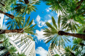 Пальмы Майами