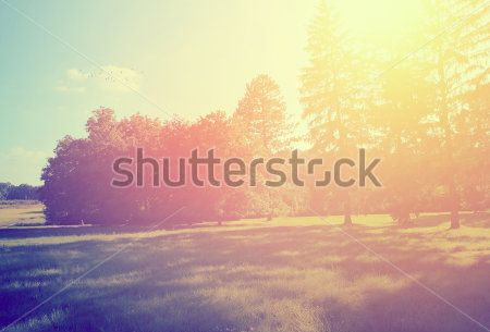 Лес