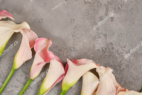 Розовые каллы