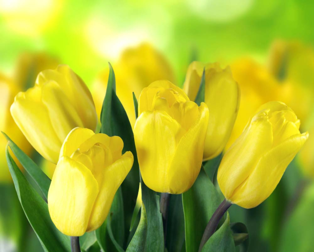 Желтные тюльпаны