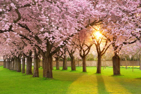 Вишневая аллея