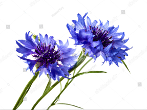 Пара васильков