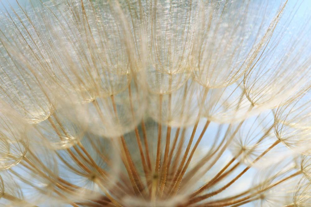 Зонтики одуванчика