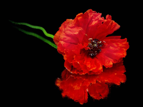 Красный мак