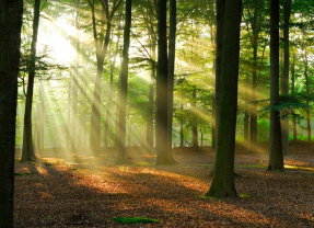 Солнечные лучи в лесу