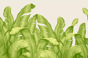 Зеленые банановые листья