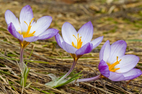 Ветка крокусов