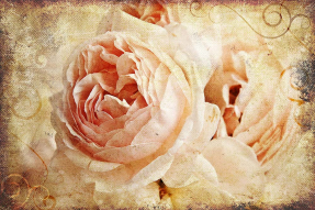 Винтажные пионы