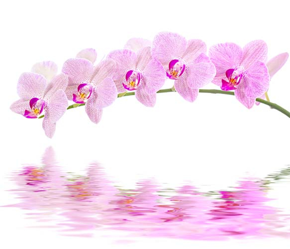 Орхидея над водой