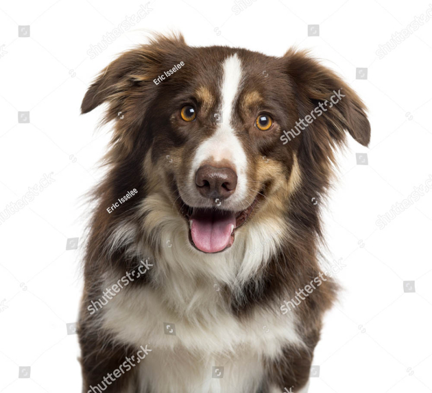 Пес