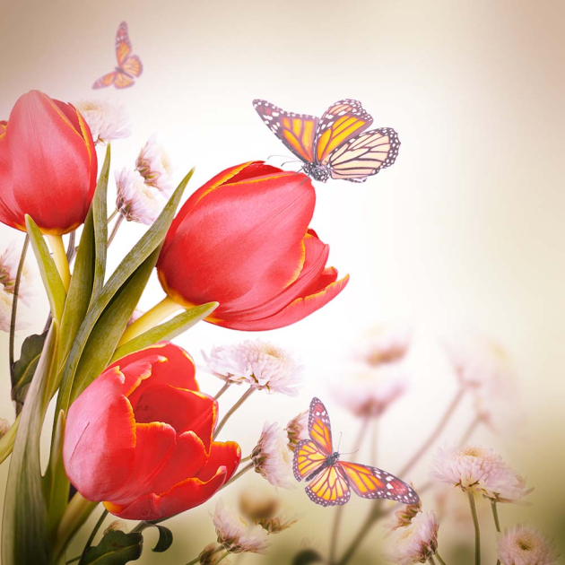 Червоний тюльпан і метелик