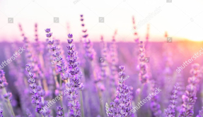 Лавандовое поле