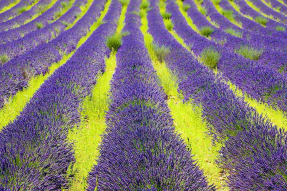 Лавандовое поле