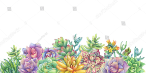 Акварельные суккуленты
