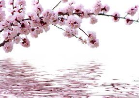 Ветка с цветами вишни