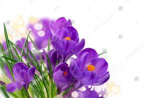 Первые крокусы