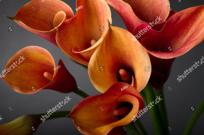 Оранжевые каллы