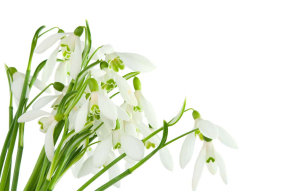 Подснежники