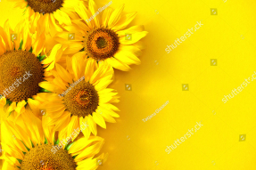 Подсолнухи