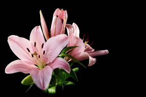 Кремовые лилии