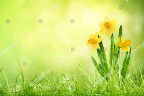 Нарциссы весной