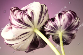 Большие тюльпаны