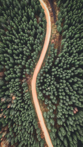 Дорога в сосновом лесу