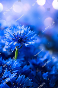 Васильковый фон