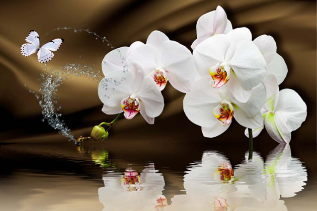 Орхидеи над водой