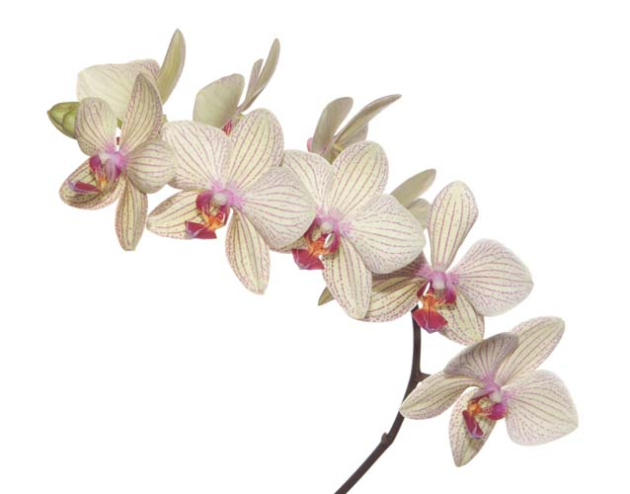 Бежевая орхидея