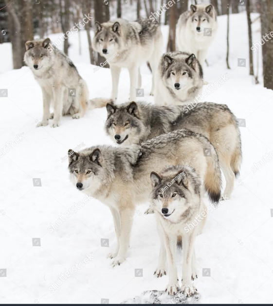 Стая волков