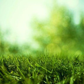 Сочная трава