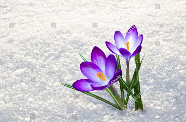 Крокусы в снегу