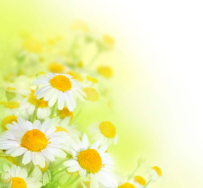Ромашки