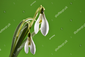 Подснежники