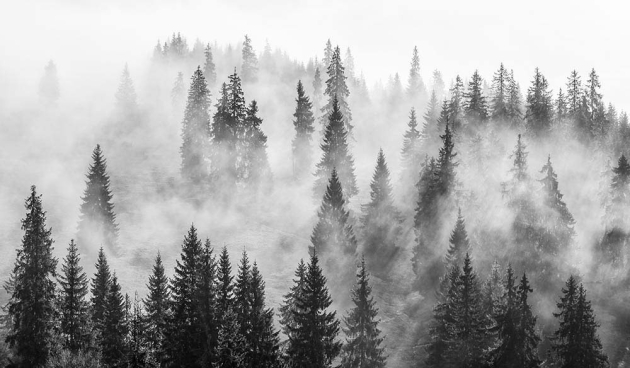 Сосновий ліс в тумані