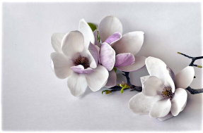 Веточка магнолии