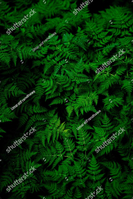 Листья папоротника