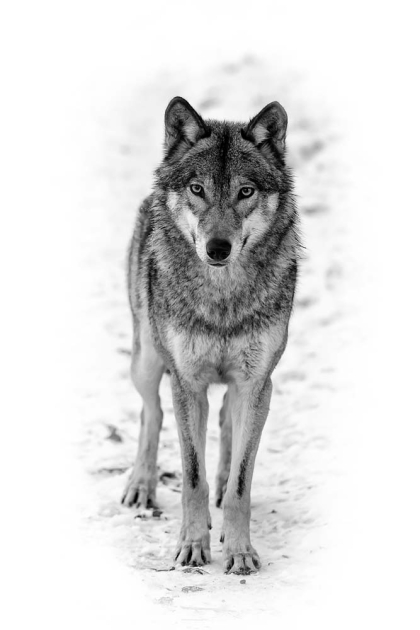 Черно-белый волк