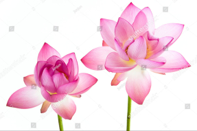 Розовые лотосы