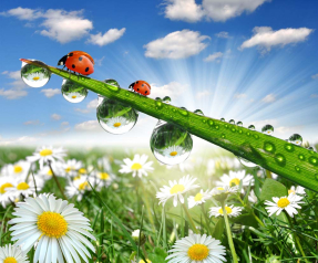 Божьи коровки