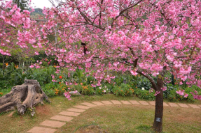 Сакура в саду