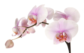 Картины Цветы орхидеи