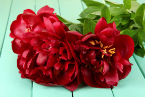 Красные пионы