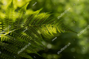 Папоротник