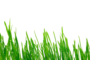 Молодая трава