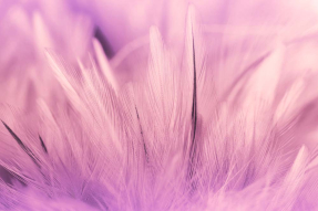 Розовые перья