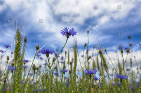 Васильковое поле