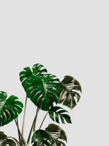 Листья монстеры