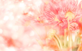 Нежные цветы